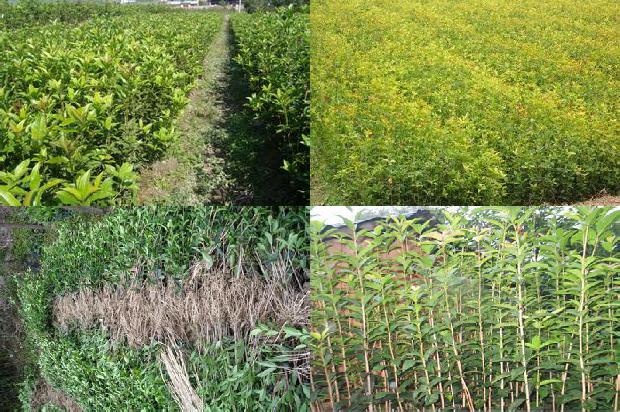 桂花苗_春季早熟桂花种植及管理技术研究1661702688097