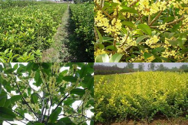 桂花苗_春季早熟桂花种植及管理技术研究1661702688175