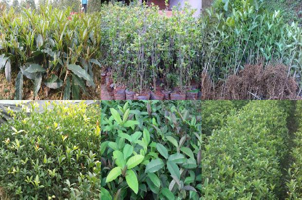 桂花苗_春季早熟桂花种植及管理技术研究1661702688331