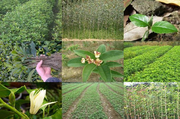 桂花苗-夏季桂花树病虫防治技术1661702700859