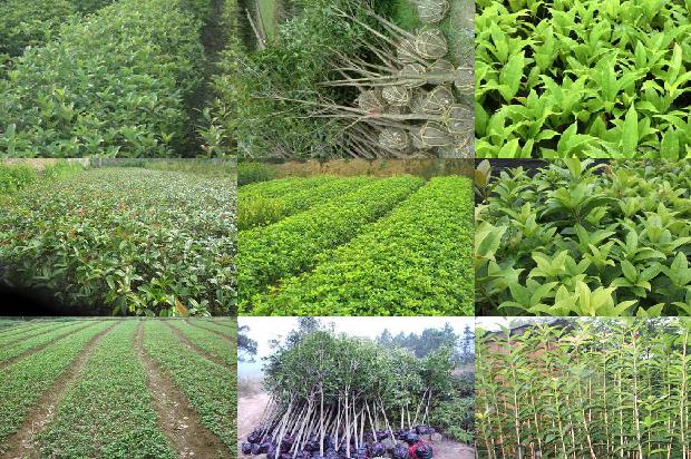 桂花树施肥的最佳时间1689985990655