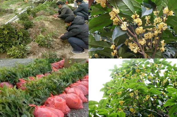 桂花苗-温室桂花病害的综合防治措施1661702719030