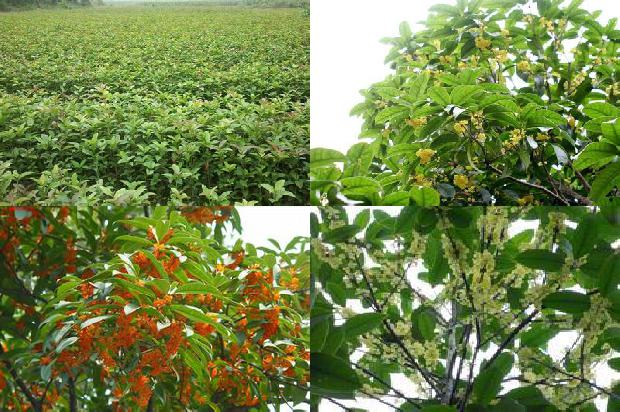桂花苗-温室桂花病害的综合防治措施1661702719108