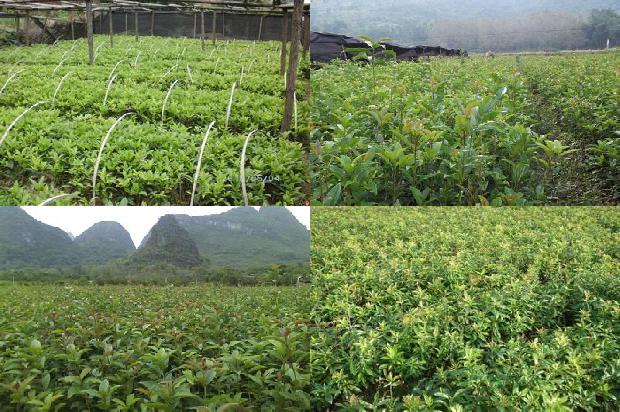 桂花苗(基于工作过程的桂花树生产技术课程教学设计)1661702732238