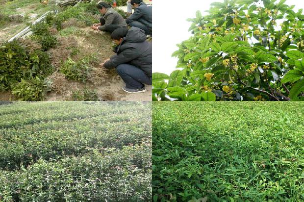 桂花苗[桂花树3种不同遗传距离与产量杂种优势的关系研究]