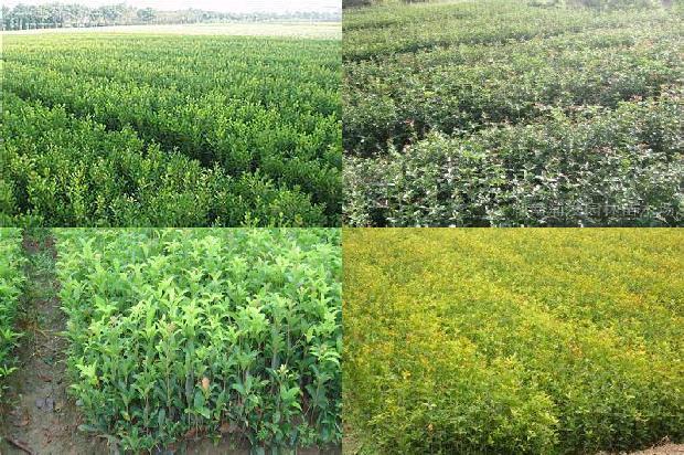 桂花苗[桂花树3种不同遗传距离与产量杂种优势的关系研究]1661702746822
