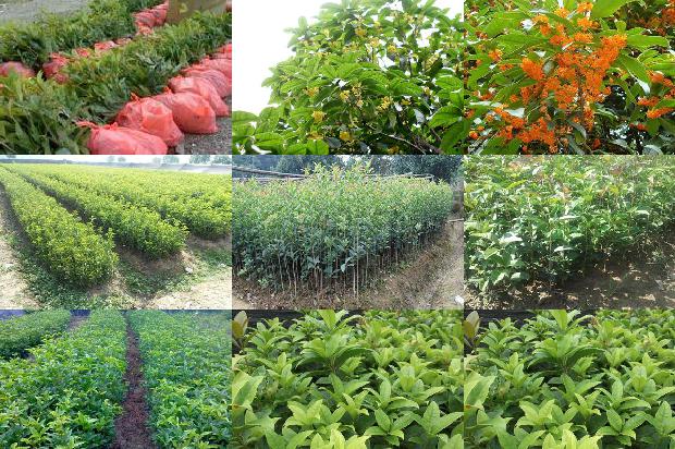 桂花苗[桂花树3种不同遗传距离与产量杂种优势的关系研究]1661702746833