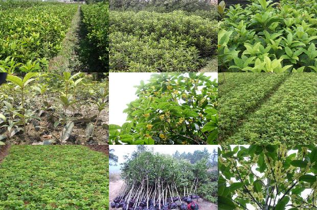 桂花树苗价格:桂花树节水灌溉技术1661789163495