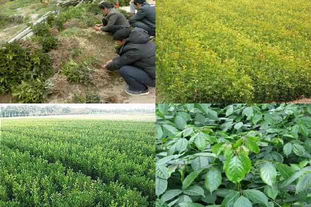 桂花树苗价格-枯草芽孢杆菌对桂花树生长、产量和矿质元素吸收的影响