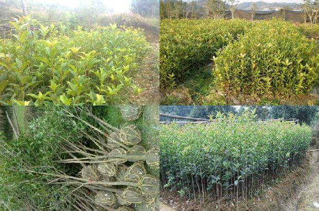 桂花树苗价格-枯草芽孢杆菌对桂花树生长、产量和矿质元素吸收的影响1661789177414
