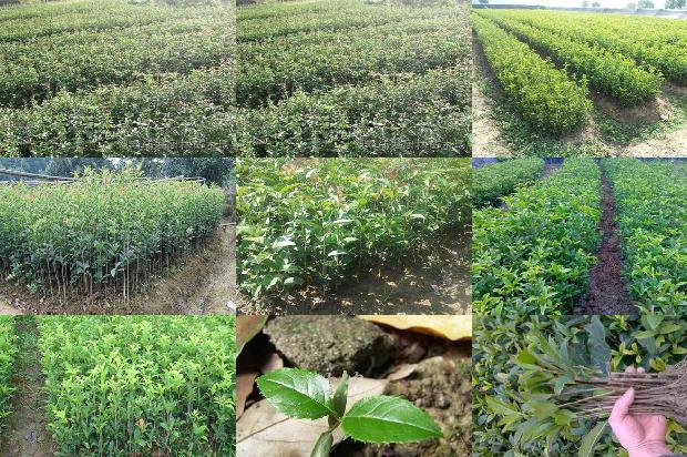 桂花干花多少钱一斤1689034873575