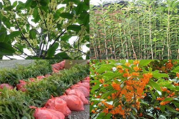 桂花树苗价格「桂花树无公害栽培注意的技术要点分析」1661789193058