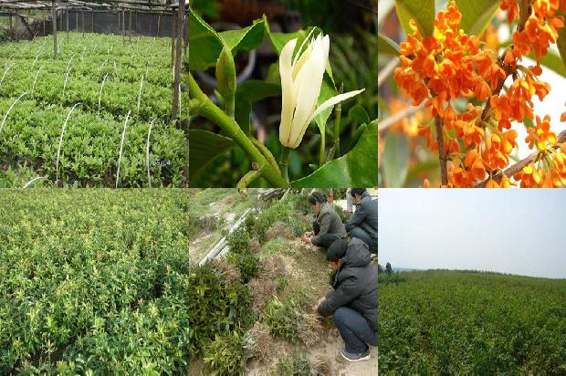桂花树苗价格「桂花树无公害栽培注意的技术要点分析」1661789193080