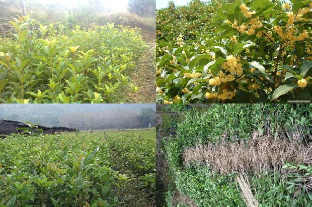 桂花树苗价格_河北省桂花种植现状及发展建议1661789201733