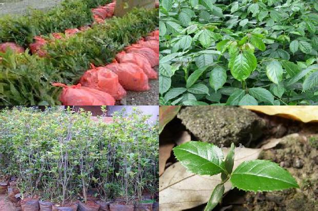 桂花树苗价格(大棚无公害桂花高产栽培技术)