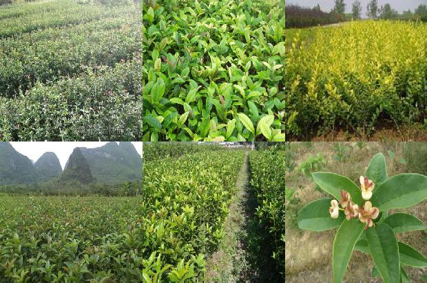 桂花树苗价格-稀有特色桂花——白凤菜1661789223028
