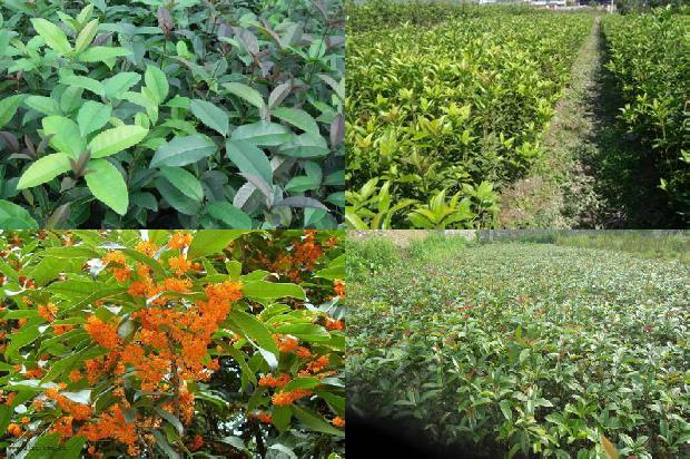 最新桂花树价格表大全1689838576631