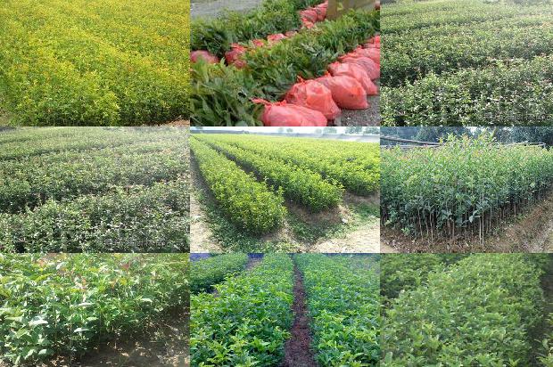 桂花树价格_设施农业桂花栽培技术探讨