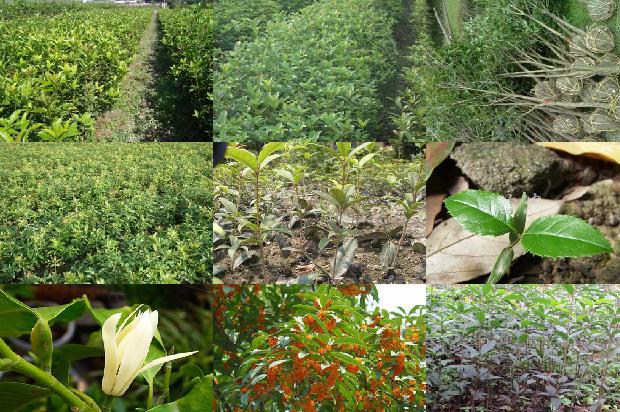 桂花树价格-育苗基质配方对温室桂花幼苗生长的影响