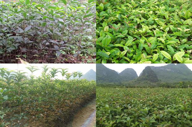 桂花树价格「过度摄入桂花树存在4危险」