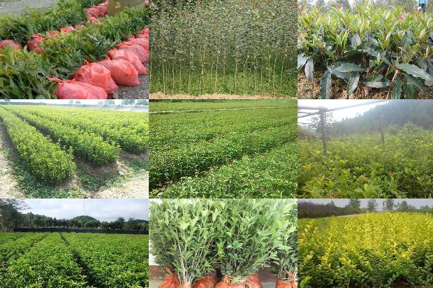 桂花树价格[种植模式对新丰桂花树生产力与土壤环境的影响]1661875639648