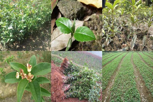 桂花苗价格(秋茬桂花定植前后 管理要点)1661961860785