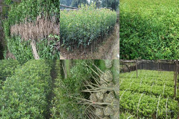 桂花苗价格(秋茬桂花定植前后 管理要点)1661961860796