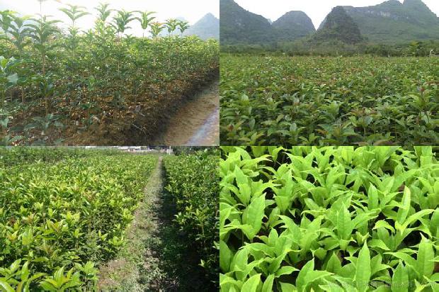 桂花苗价格(秋茬桂花定植前后 管理要点)1661961860807