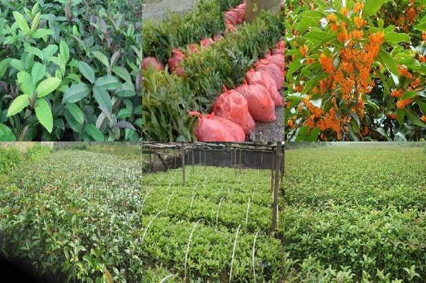 桂花苗价格(秋茬桂花定植前后 管理要点)1661961860818