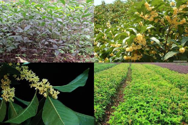 桂花苗价格(秋茬桂花定植前后 管理要点)1661961860829