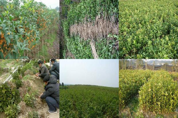 桂花苗价格(秋茬桂花定植前后 管理要点)1661961860840