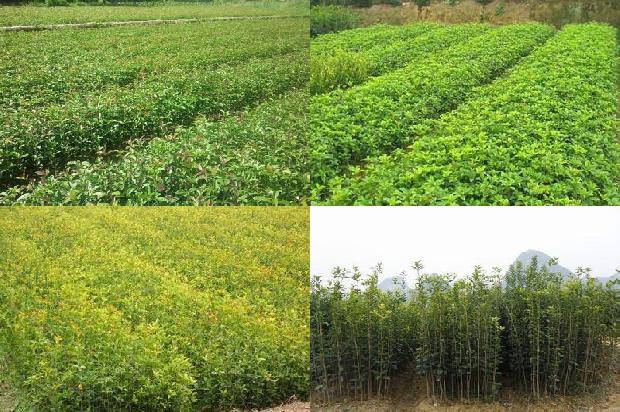 桂花苗价格:不同浓度6—BA包衣桂花种子对萌发效果的影响