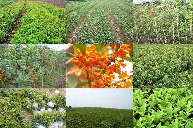 桂花苗价格_桂花树的露地栽培技术与实用价值