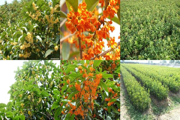 桂花苗价格_水果和桂花不能相互替代