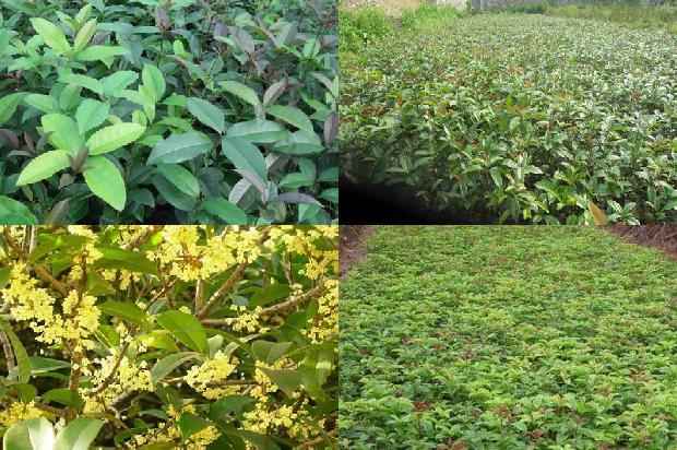 桂花苗_桂花白粉虱防治困难的原因及防治对策1662048247820 桂花苗_桂花白粉虱防治困难的原因及防治对策1662048247820