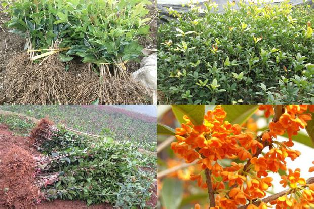 桂花苗_桂花白粉虱防治困难的原因及防治对策1662048247841 桂花苗_桂花白粉虱防治困难的原因及防治对策1662048247841