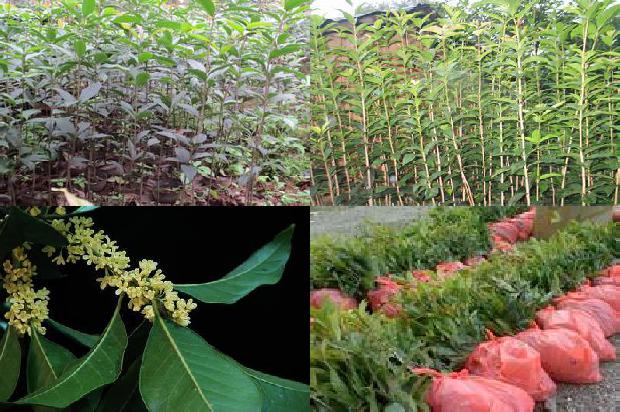 桂花苗_桂花树在园林绿化建设中的应用探讨1662048271726