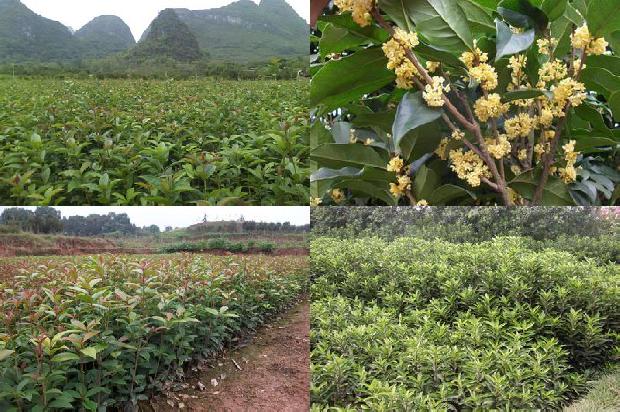 桂花苗-遮阳桂花优质高效栽培技术1662048282012