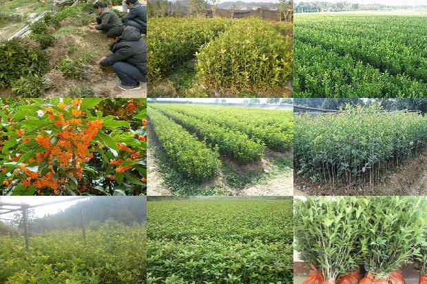 桂花苗-遮阳桂花优质高效栽培技术1662048282023