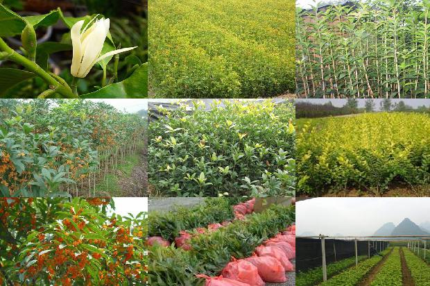 桂花苗-遮阳桂花优质高效栽培技术1662048282045