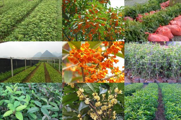 桂花苗:发酵大桂花复合果蔬汁饮料的开发1662048294746