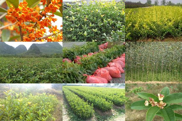桂花苗-河西走廊沙漠绿洲桂花树高产栽培技术1662048320363 桂花苗-河西走廊沙漠绿洲桂花树高产栽培技术1662048320363
