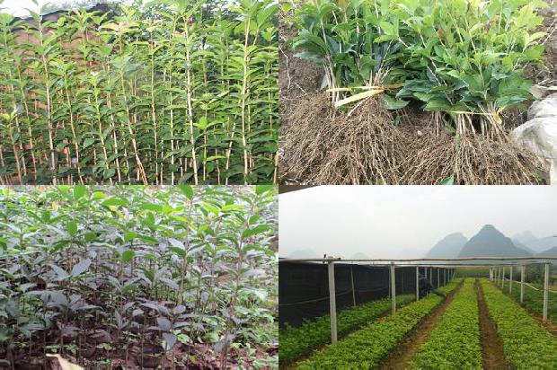 桂花苗-河西走廊沙漠绿洲桂花树高产栽培技术1662048320407 桂花苗-河西走廊沙漠绿洲桂花树高产栽培技术1662048320407