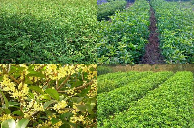 天福茗茶桂花红茶价格多少1689467327695
