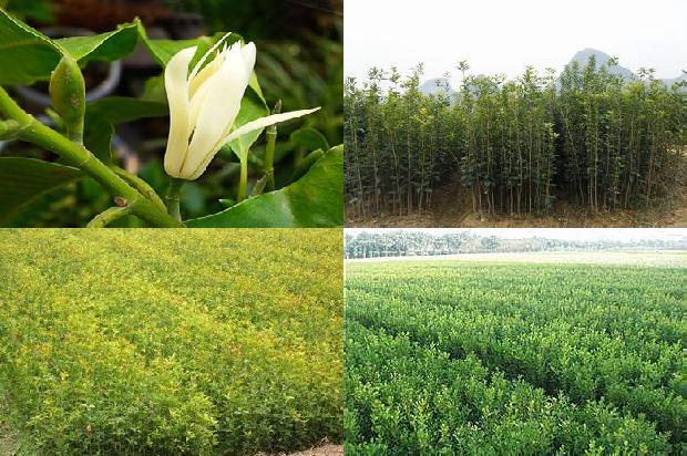 桂花苗:黄金产业　致富项目　桂花树加工“免费创业计划”答读者1662134732187