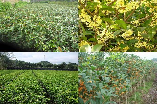 四年桂花树多大可以栽1690763887461