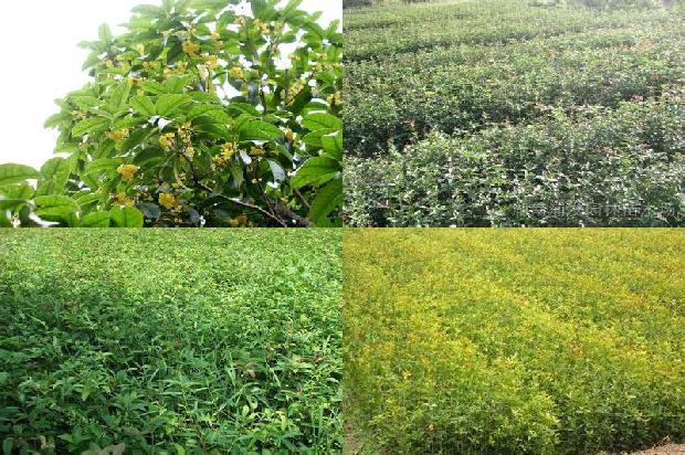 桂花苗:黄金产业　致富项目　桂花树加工“免费创业计划”答读者1662134732209