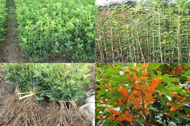 桂花树苗价格(秋桂花延后技术)