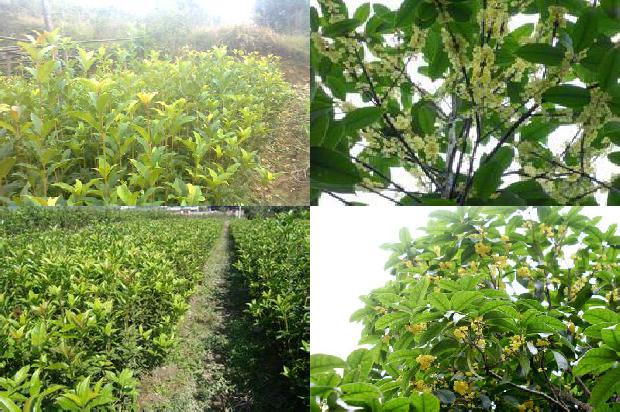 桂花树苗价格-漳棱1号桂花树高产栽培技术