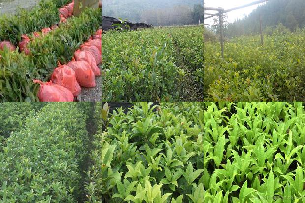 桂花树苗价格:桂花树剥皮注意啥等1662221193074